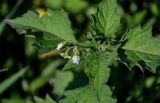 Solanum physalifolium