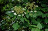 Hydrangea petiolaris