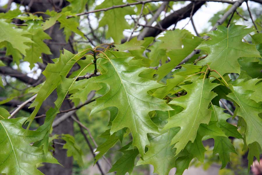 Изображение особи Quercus rubra.