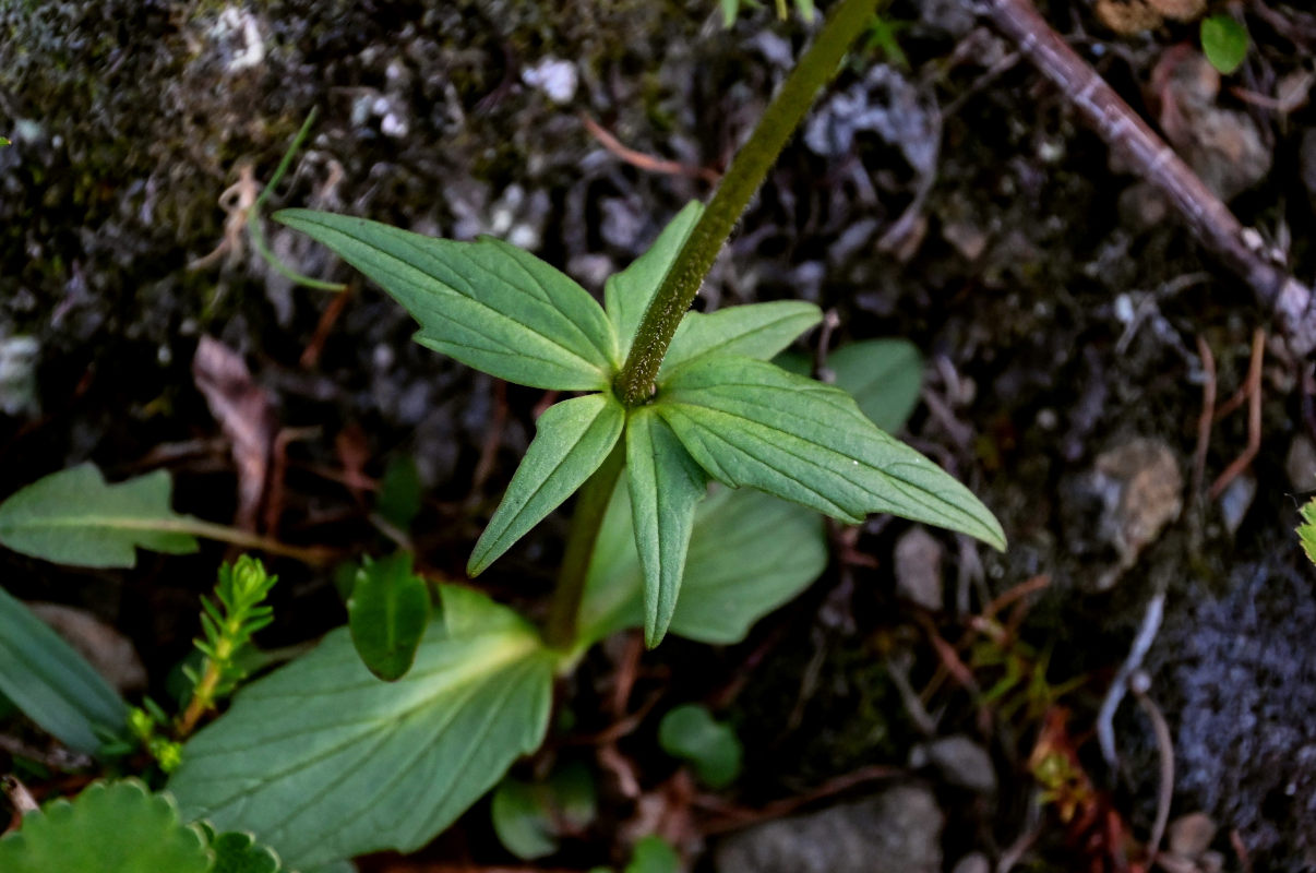 Image of Valeriana capitata specimen.