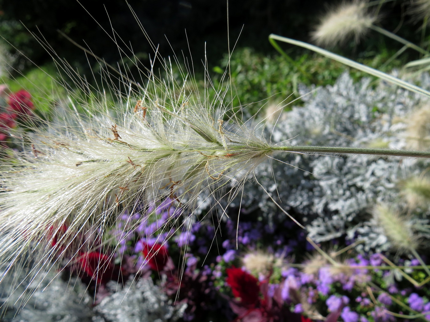 Image of Pennisetum villosum specimen.