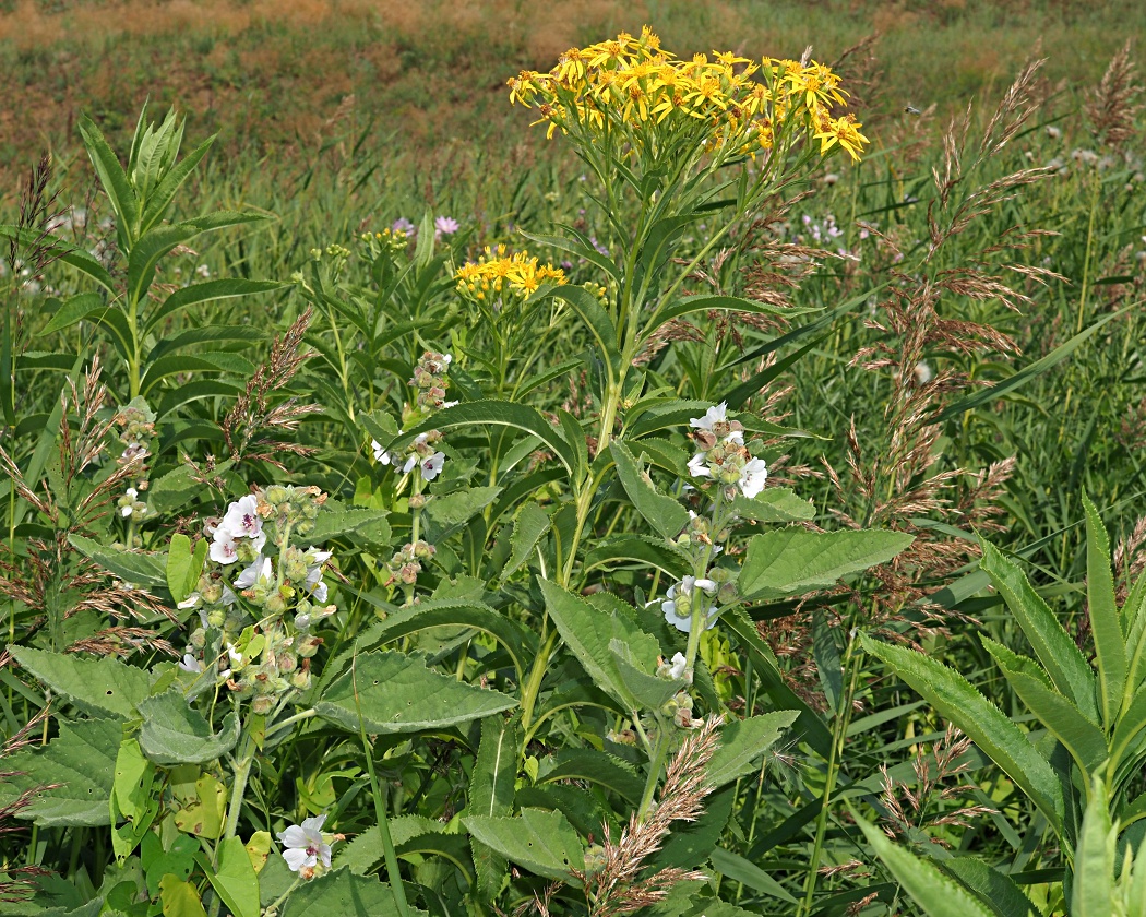 Изображение особи Senecio sarracenicus.