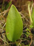 Ophioglossum vulgatum. Вегетирующее растение. Нидерланды, провинция Groningen, национальный парк Lauwersmeer, влажная луговина. 28 июня 2008 г.