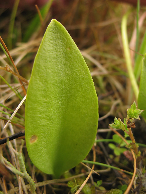 Изображение особи Ophioglossum vulgatum.