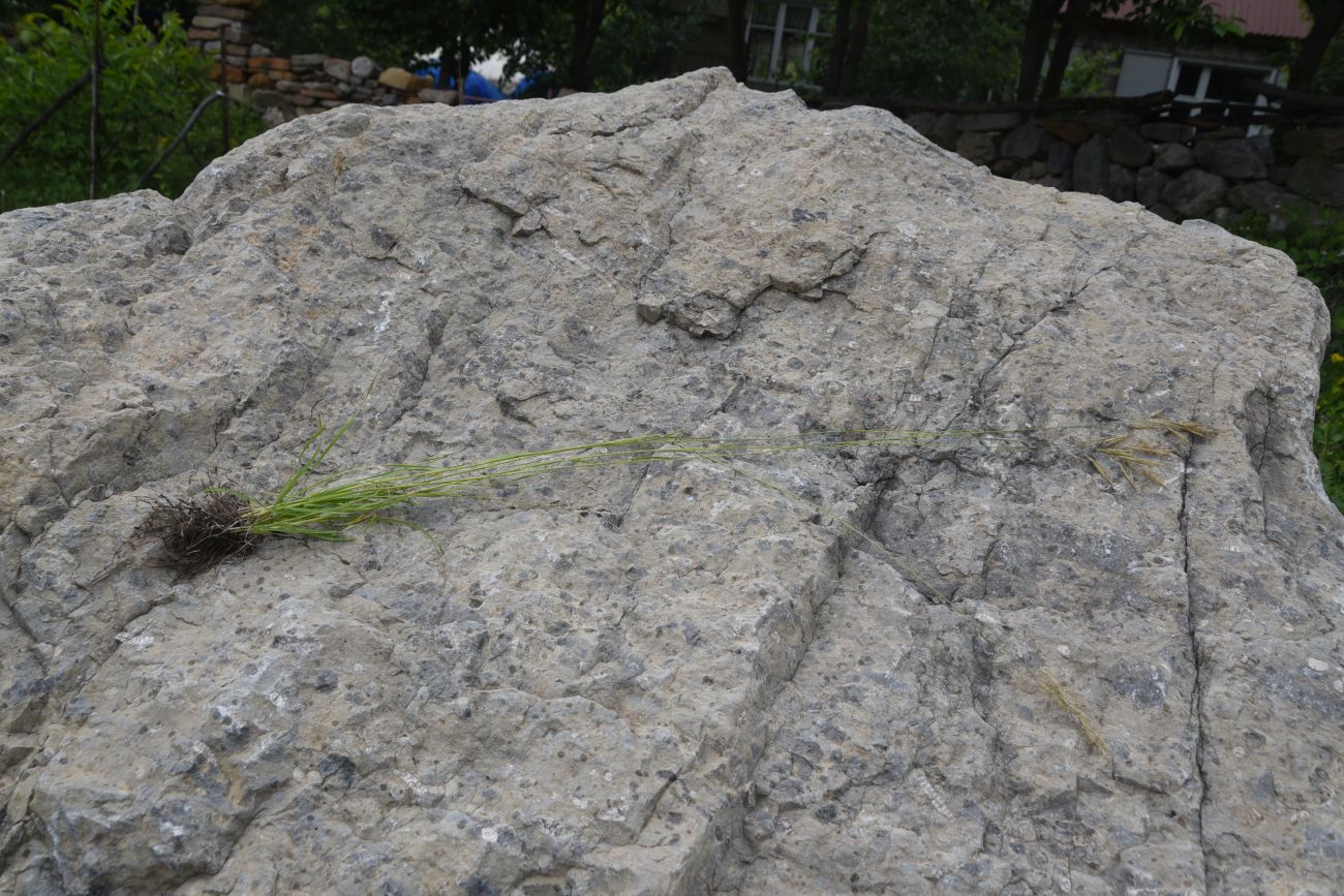 Image of familia Poaceae specimen.
