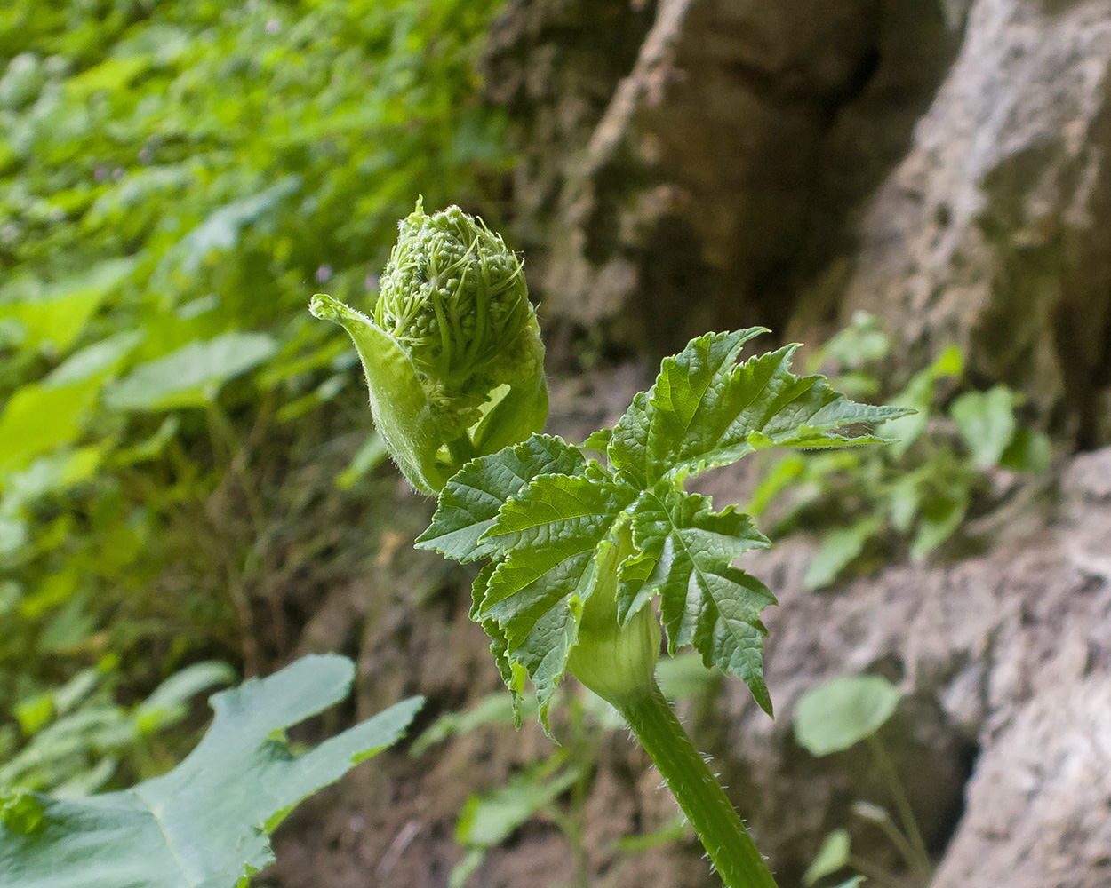 Image of Heracleum sibiricum specimen.