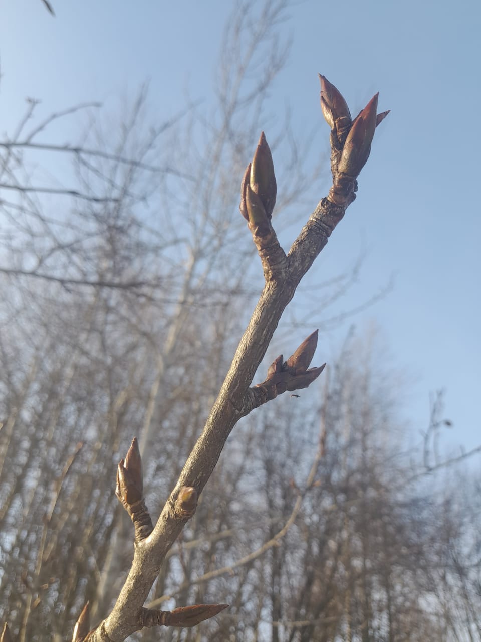 Изображение особи Populus balsamifera.