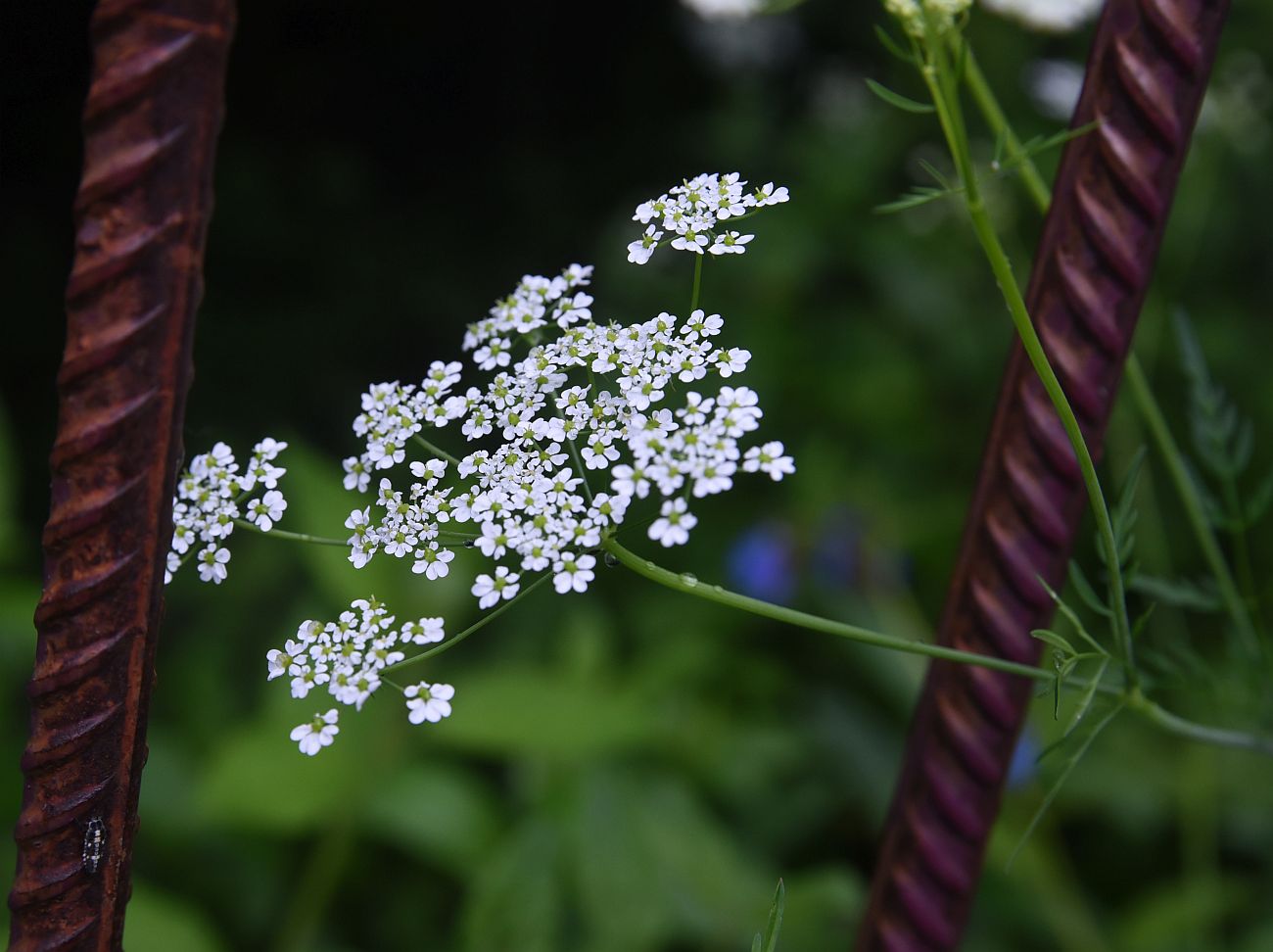 Изображение особи семейство Apiaceae.