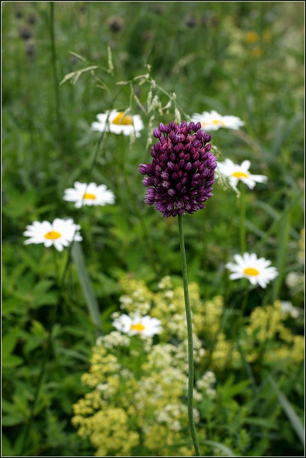 Изображение особи Allium rotundum.