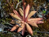 Androsace septentrionalis