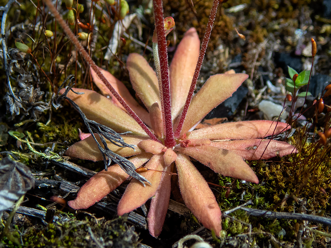 Изображение особи Androsace septentrionalis.