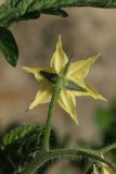 Lycopersicon esculentum