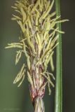 Carex cuspidata