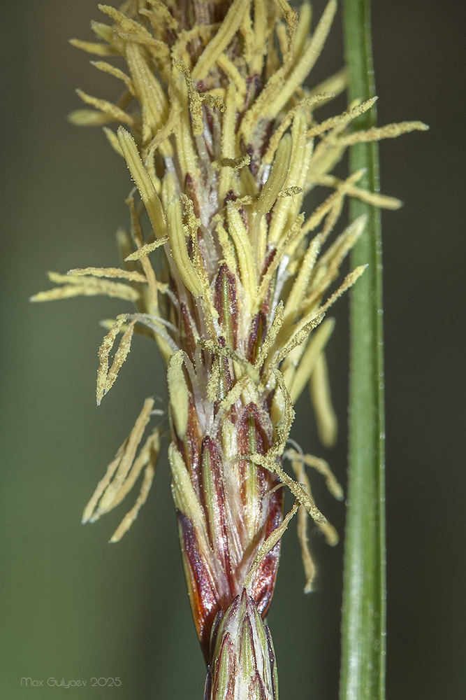 Image of Carex cuspidata specimen.