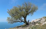 род Pyrus