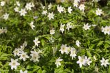 Anemone nemorosa. Верхушки цветущих растений. Ленинградская обл., Ломоносовский р-н, дол. р. Шингарка, мелколиственный лес вблизи берега. 01.05.2025.