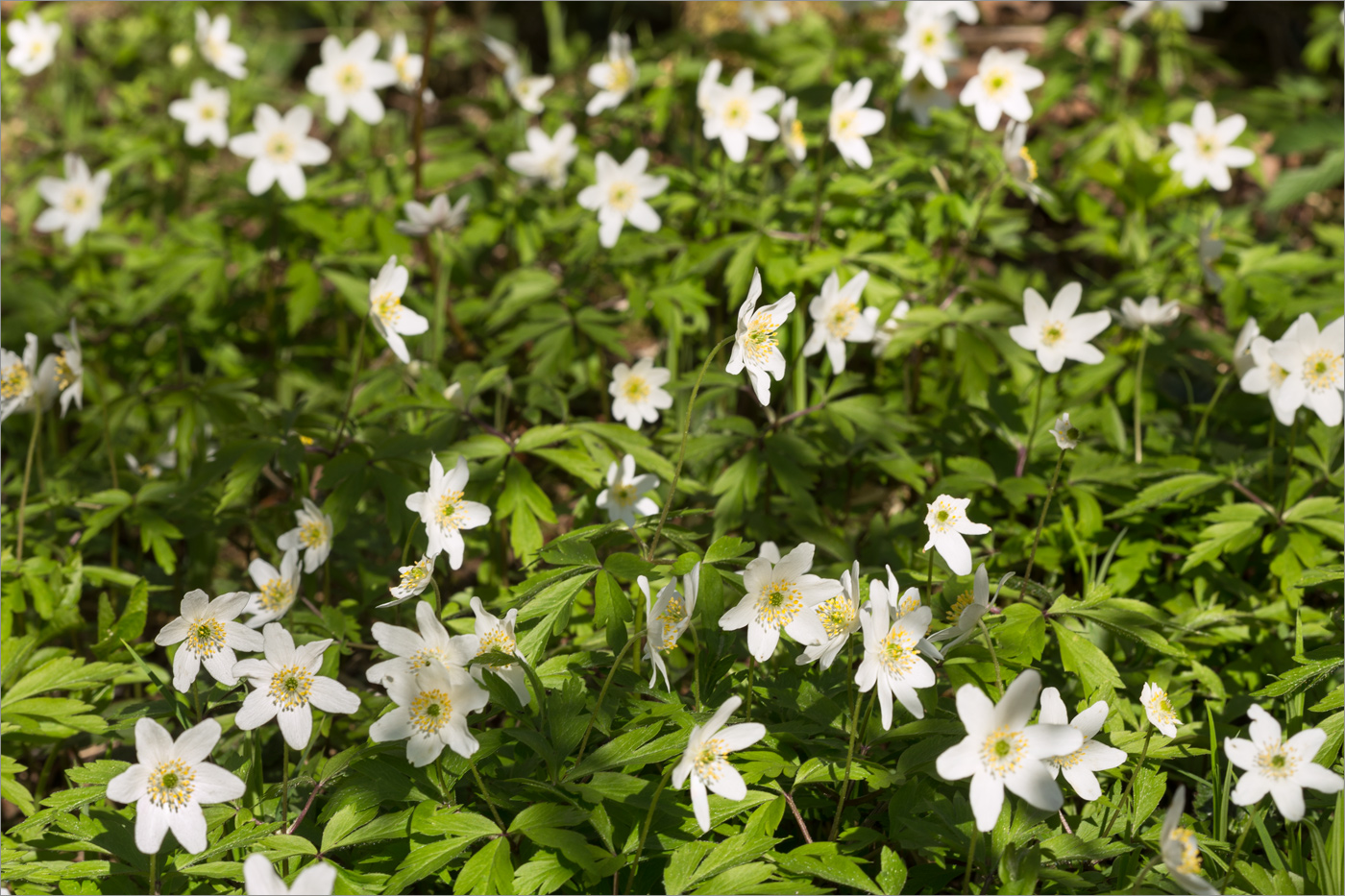 Image of Anemone nemorosa specimen.
