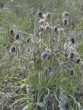 Pulsatilla pratensis. Отцветающее и плодоносящее растение. Волгоградская обл., окр. г. Волгограда, Советский р-н, верховья балки Хохлатская, на степнои склоне. 08.05.2022.