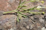 genus Ranunculus. Часть побега. Турция, ил Карс, окр. г. Дигор, участок ущелья р. Дигор в 1 км ниже монастыря Хтзконк, левый борт ущелья, луг. 19 мая 2025 г.