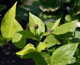 Calycanthus floridus