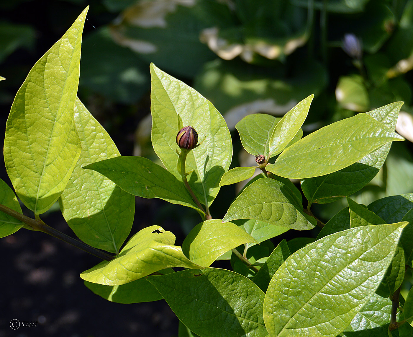 Изображение особи Calycanthus floridus.