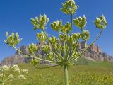 Heracleum asperum