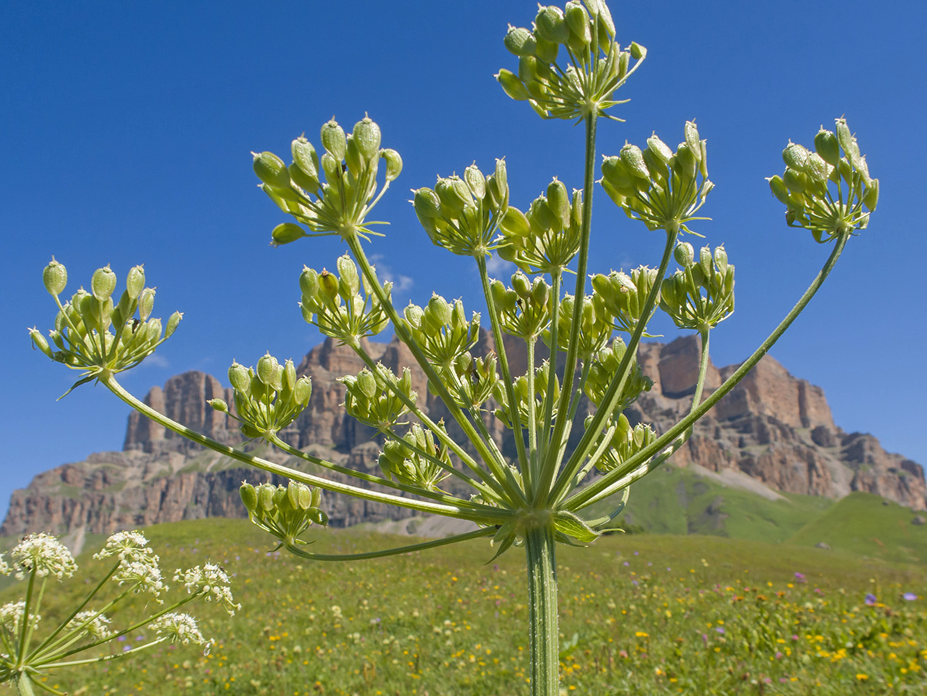 Изображение особи Heracleum asperum.
