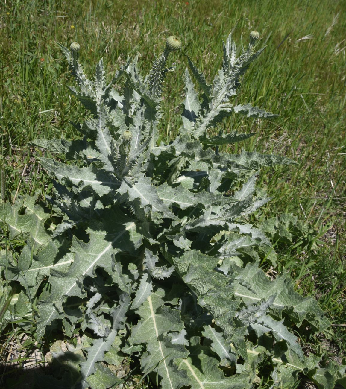 Image of Unknown species specimen.