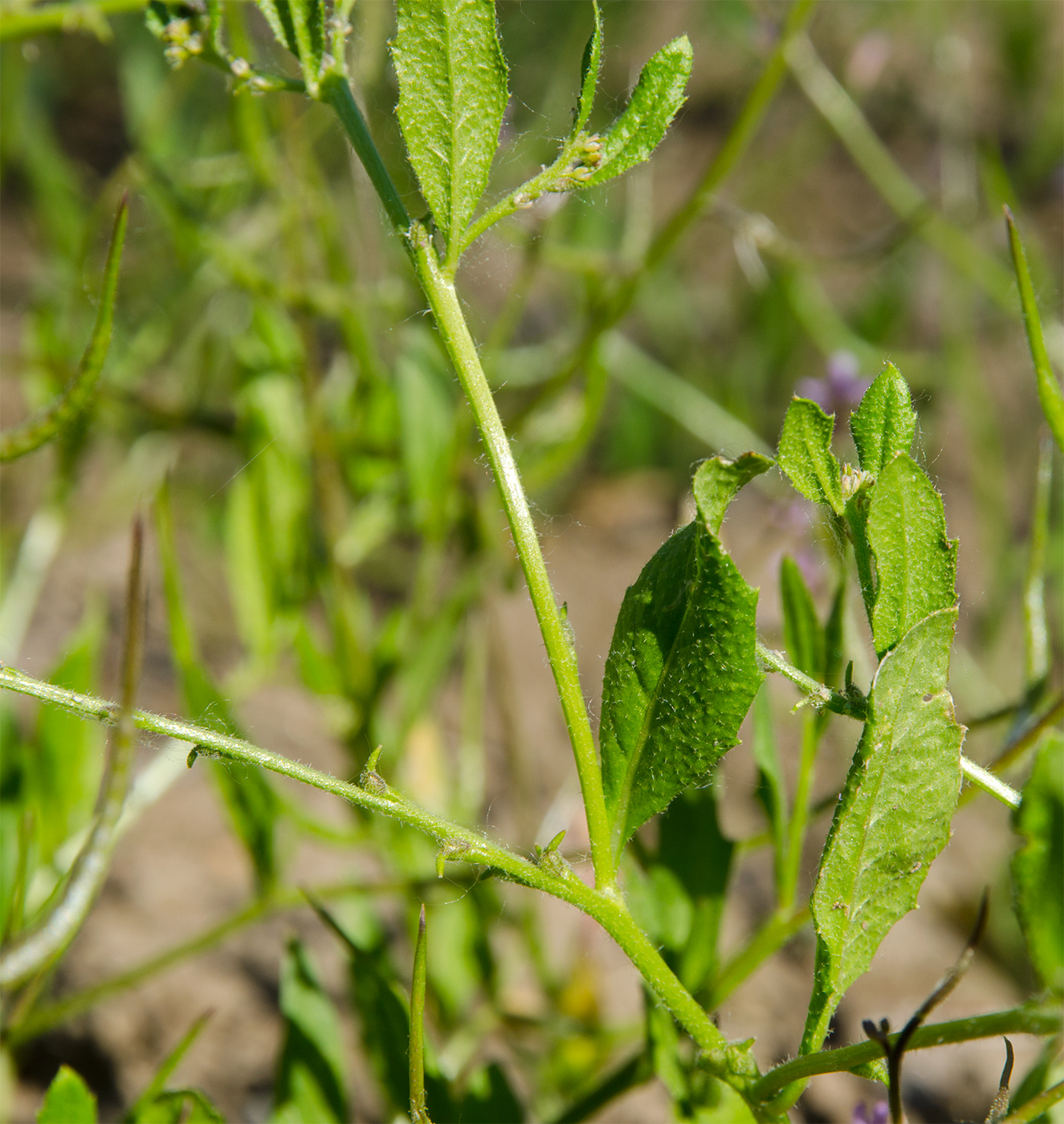 Изображение особи Chorispora tenella.