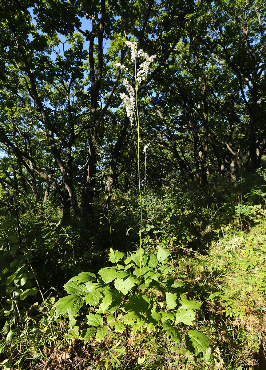 Image of Cimicifuga heracleifolia specimen.