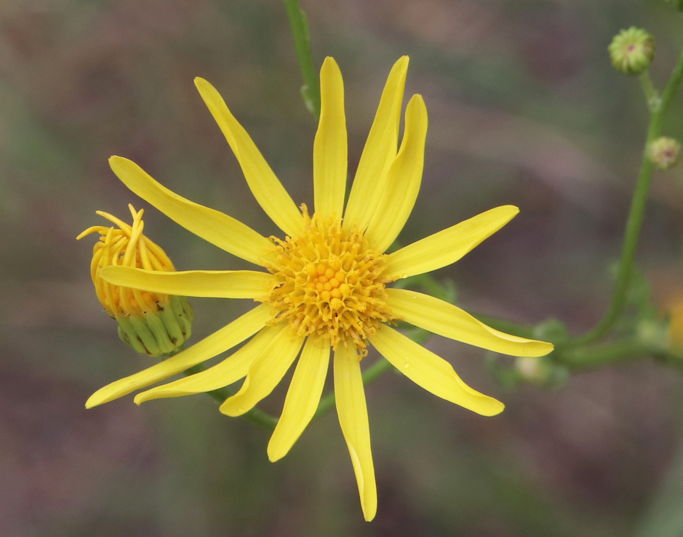 Image of Senecio jacobaea specimen.