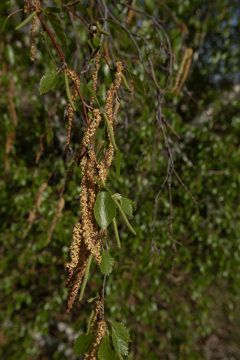 Image of Betula pendula specimen.