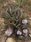 Rindera tetraspis. Зацветающее растение. Восточный Крым, хр. Биюк-Янышар. 6 апреля 2011 г.