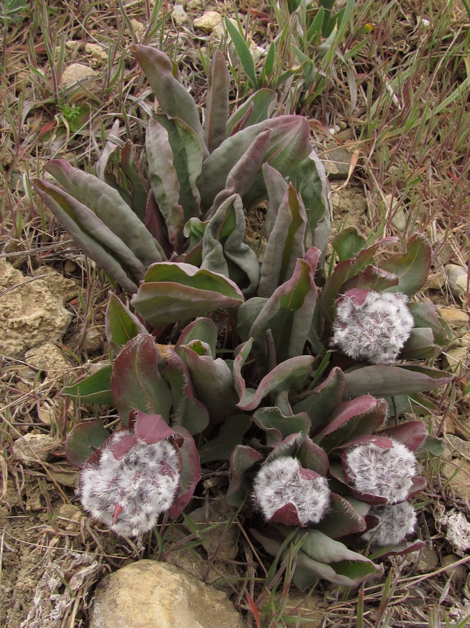 Image of Rindera tetraspis specimen.