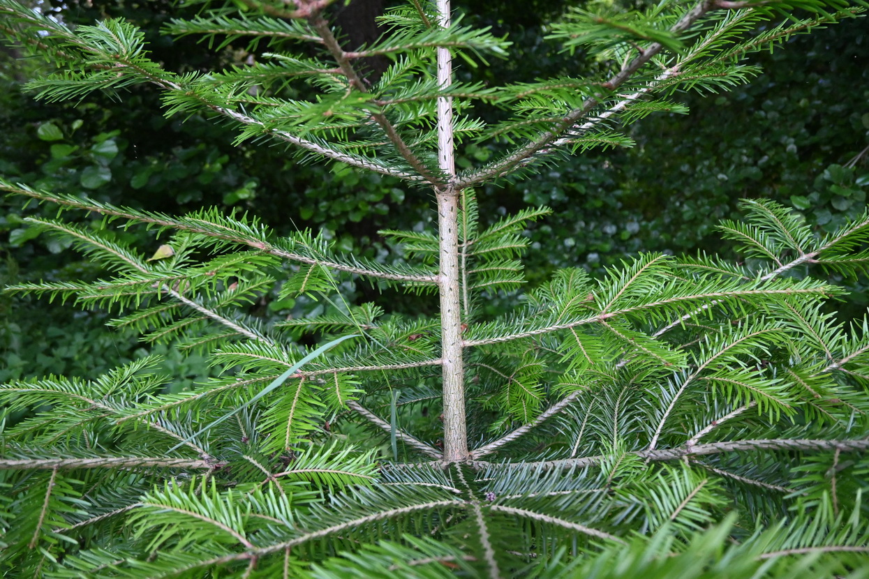 Изображение особи Abies alba.