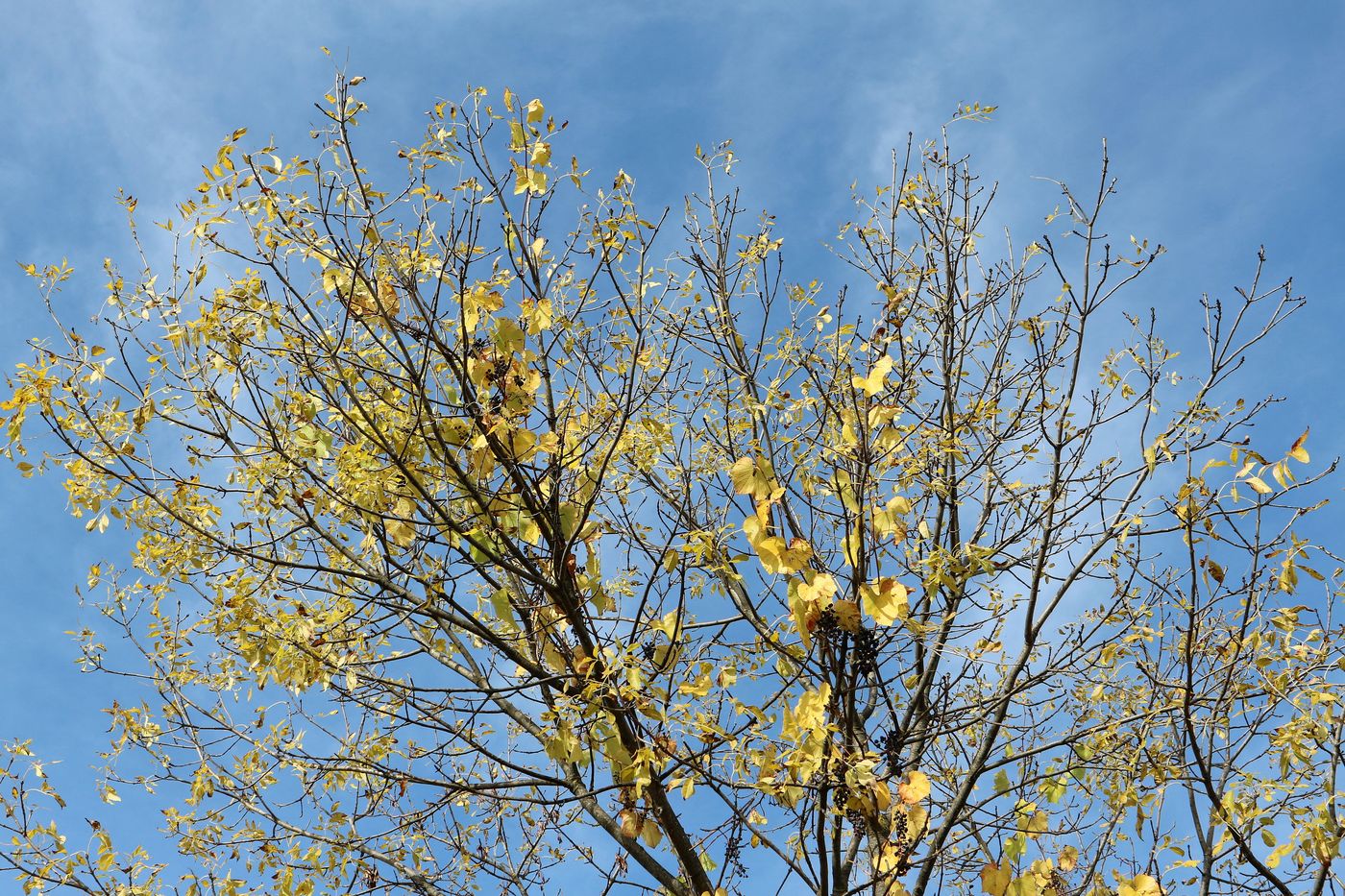 Image of Vitis gmelinii specimen.