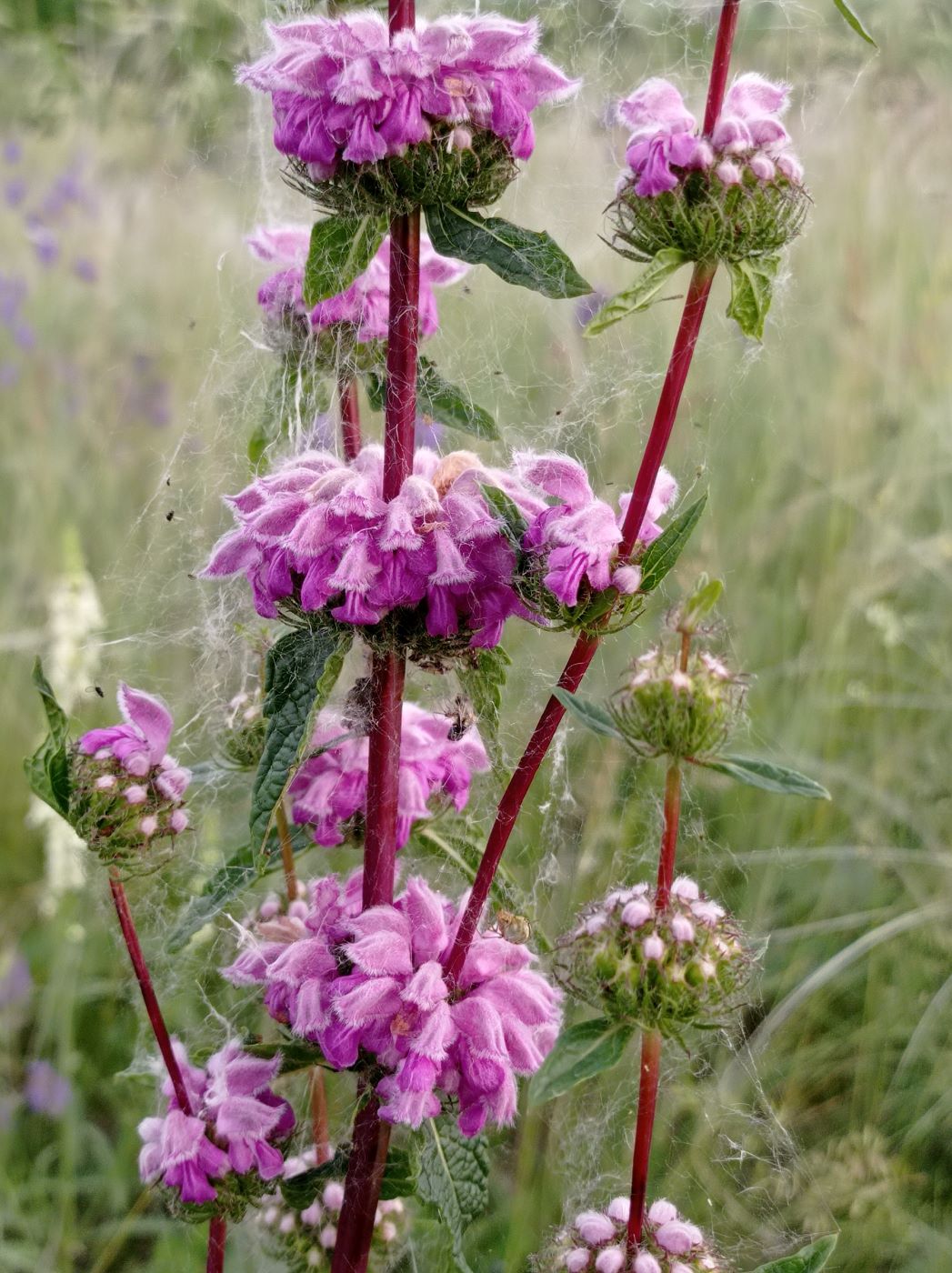 Image of Phlomoides tuberosa specimen.