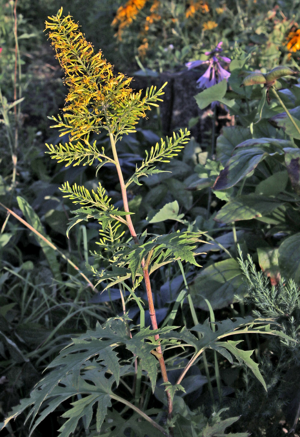Image of Sinacalia tangutica specimen.