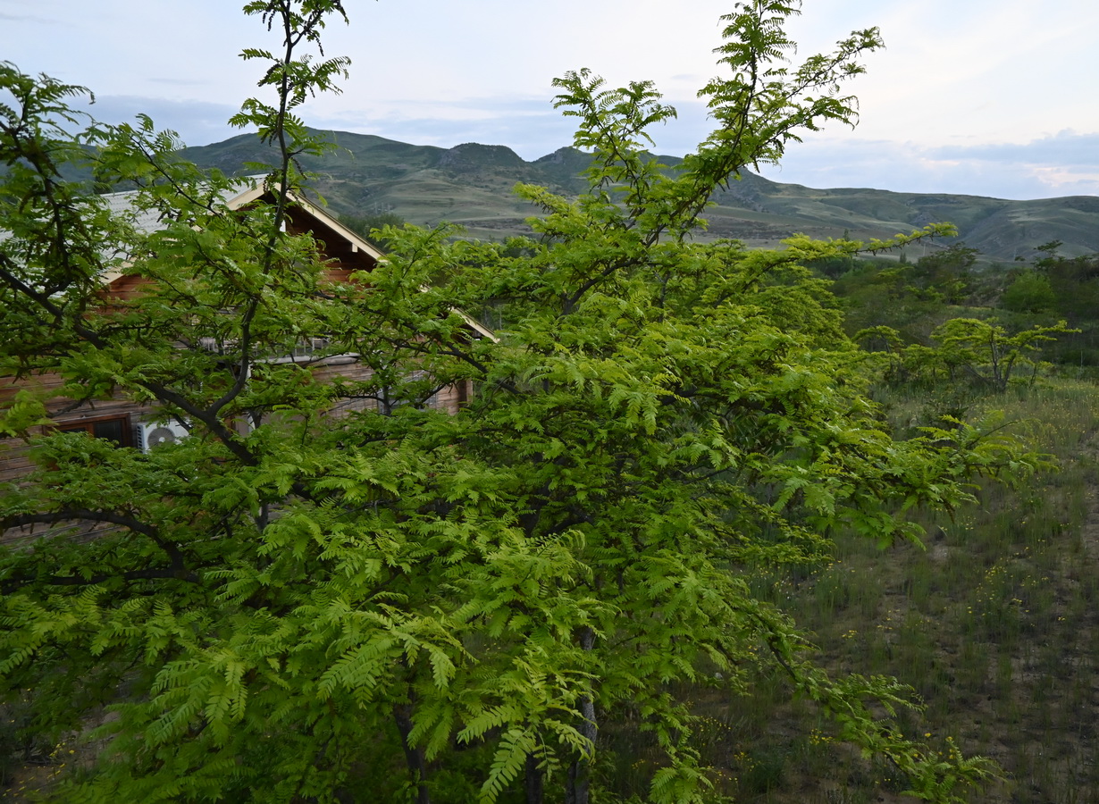 Изображение особи Gleditsia triacanthos.