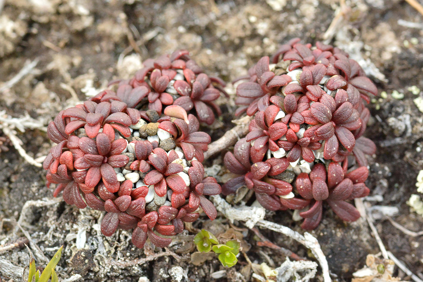 Image of Diapensia obovata specimen.