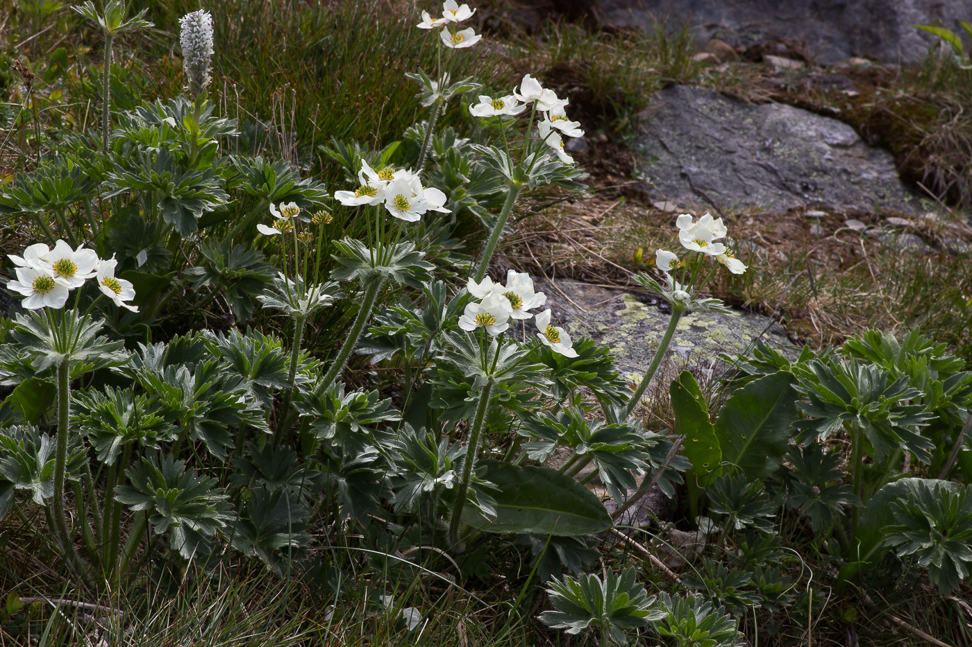 Image of Anemonastrum biarmiense specimen.