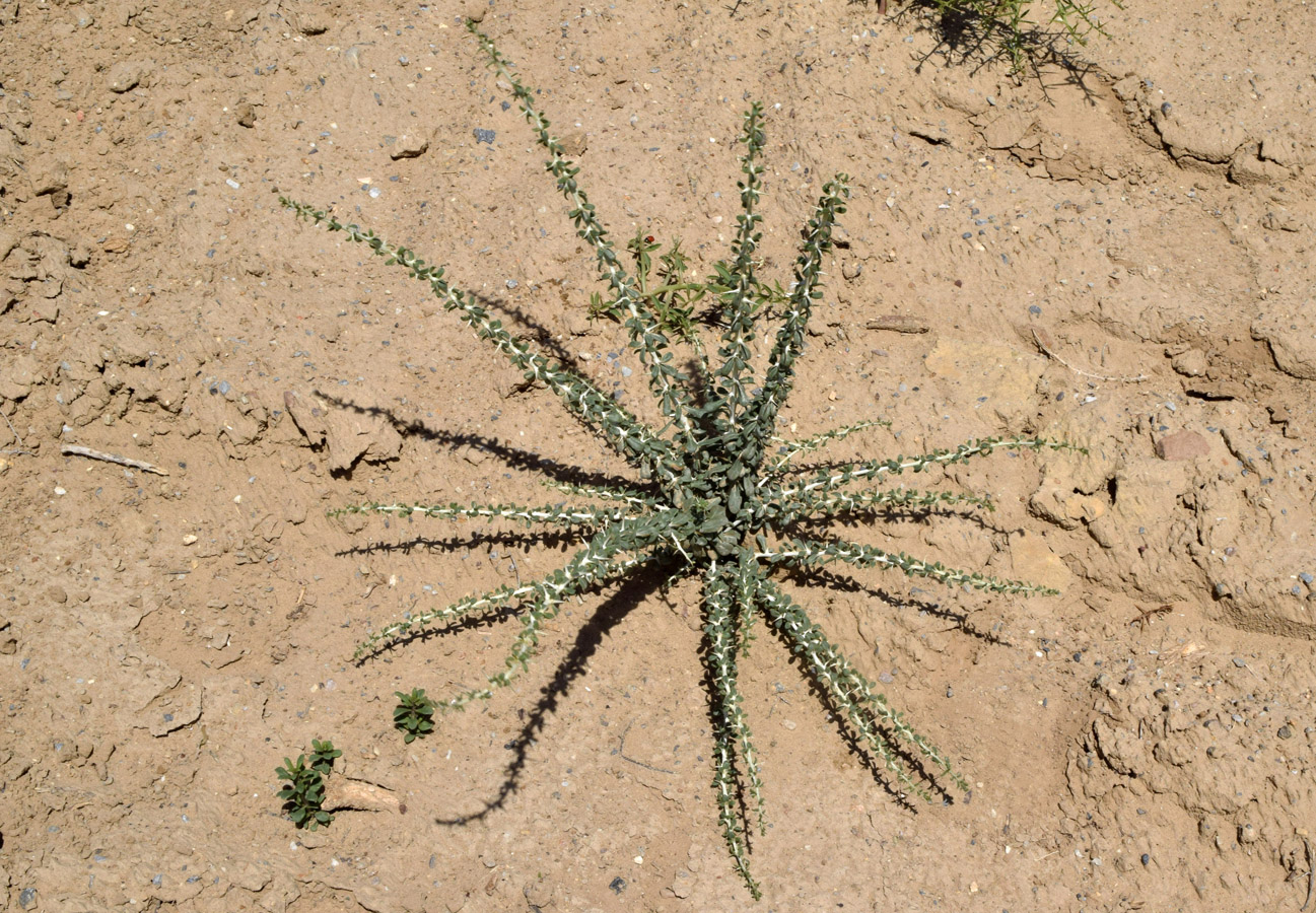 Image of Lycium ruthenicum specimen.