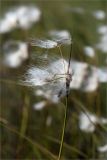 Eriophorum angustifolium. Верхушка плодоносящего побега. Карелия, восточный берег оз. Топозеро, низинное болото у границы с песчаным пляжем. 31.07.2025.