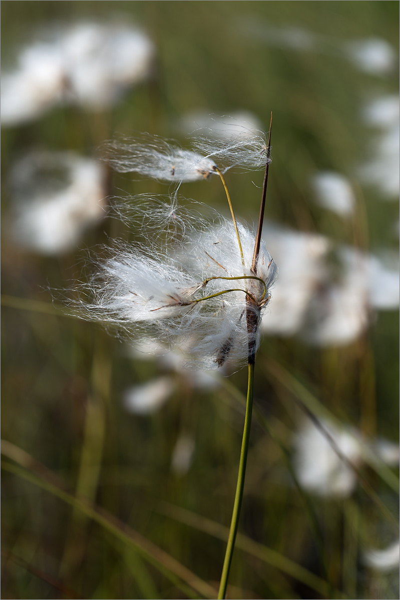Image of Eriophorum angustifolium specimen.