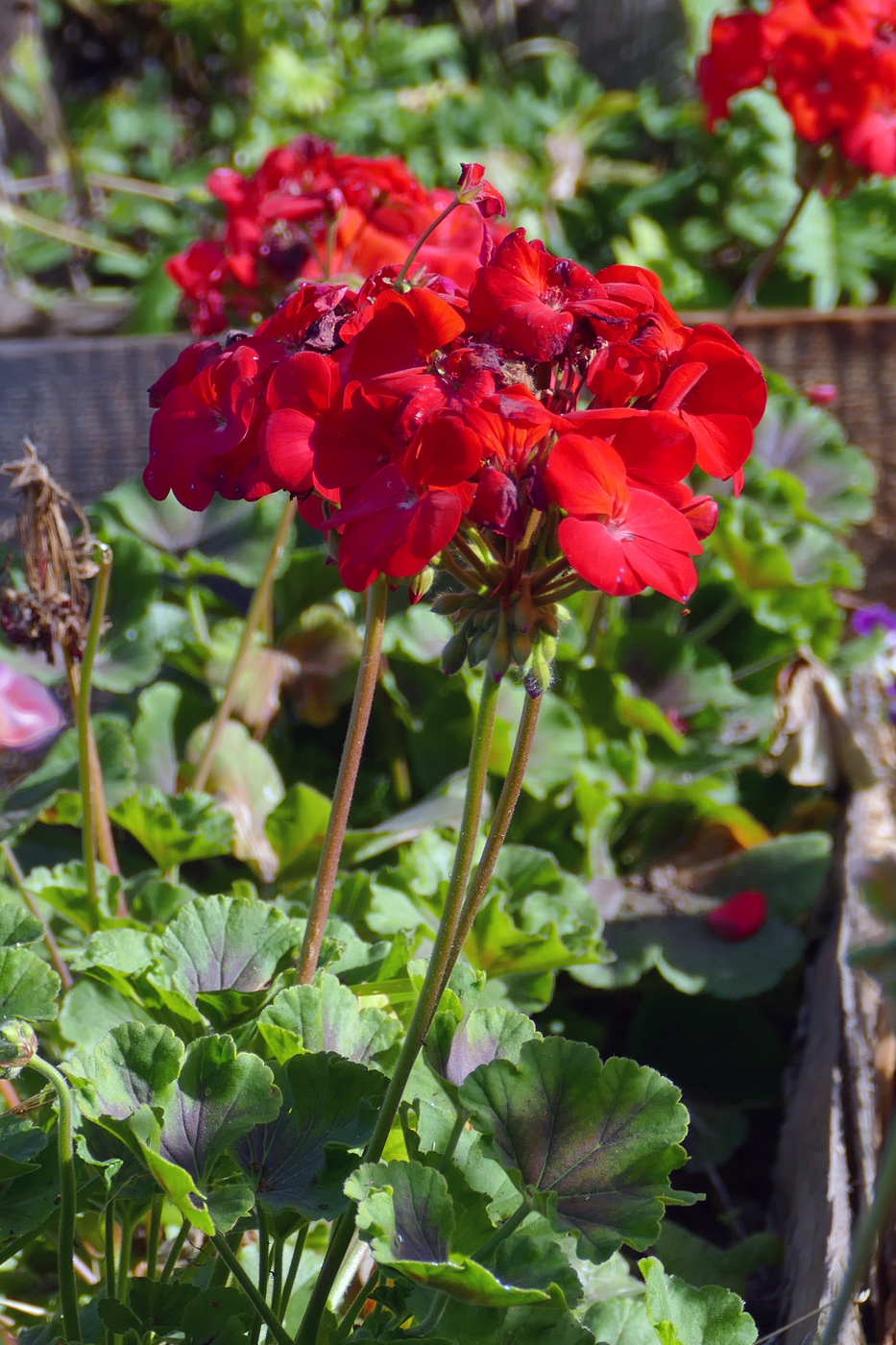 Изображение особи Pelargonium zonale.