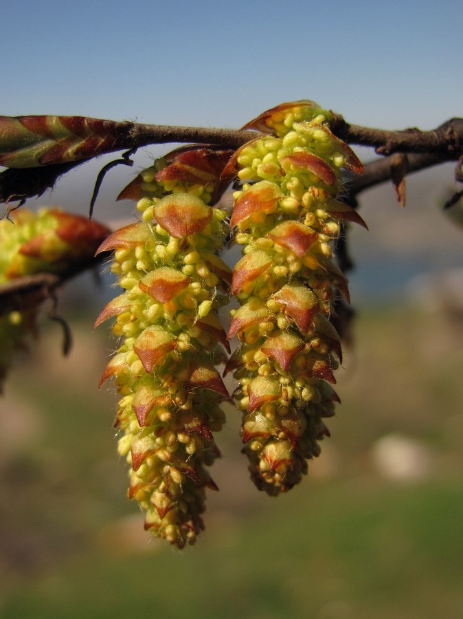 Изображение особи Carpinus orientalis.