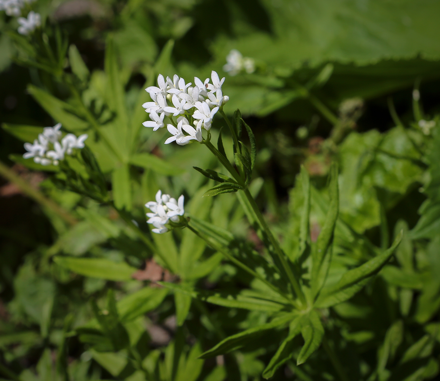 Image of Galium odoratum specimen.