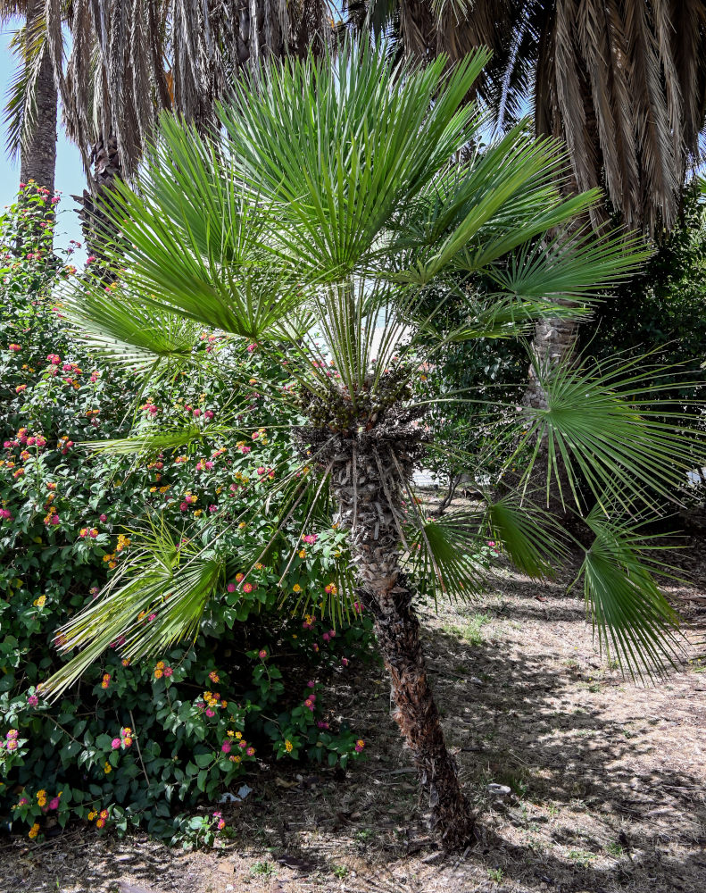 Image of Chamaerops humilis specimen.