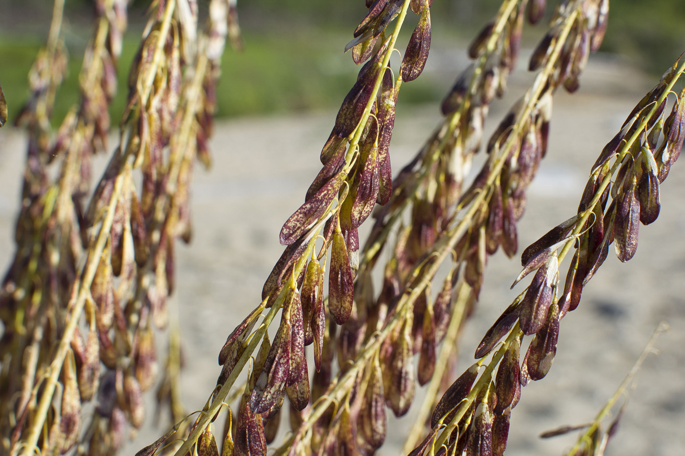 Изображение особи Isatis oblongata.