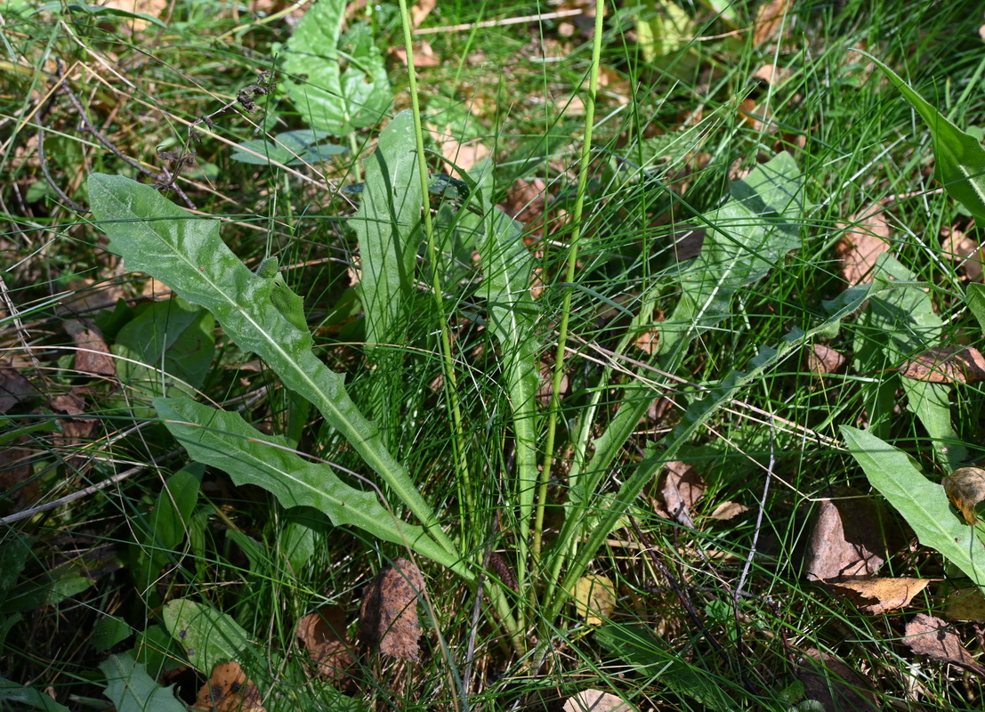 Изображение особи семейство Asteraceae.